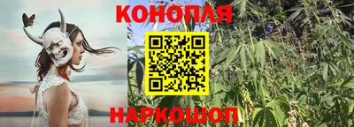 сатива Бийск