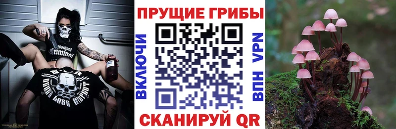Галлюциногенные грибы Psilocybine cubensis  Каменка 